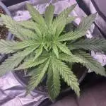 HINDU KUSH Divine Seeds