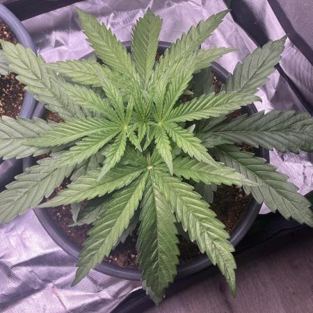 HINDU KUSH Divine Seeds
