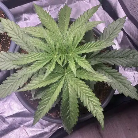 HINDU KUSH Divine Seeds