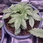 FRESH PRESSED RUNTZ Purple City Genetics