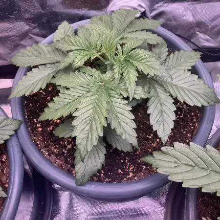 FRESH PRESSED RUNTZ Purple City Genetics