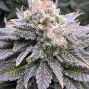 HINDU KUSH Divine Seeds