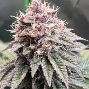 FORBIDDEN BLUEPRINT Purple City Genetics