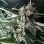 Auto Fractal/ Divine seeds