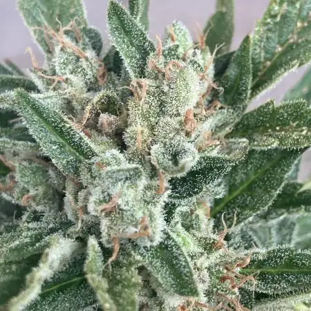 AFBERRY balcony grow