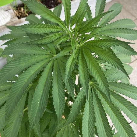 BLUE CHEESE Divine Seeds