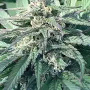 BLUE CHEESE Divine Seeds