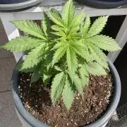 AUTO MOON ROCK Divine Seeds