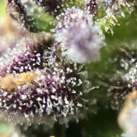 AUTO BIG DEMON/DIVINE SEEDS balcony grow