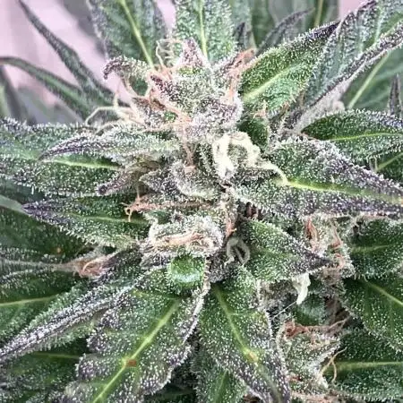 AUTO BIG DEMON/DIVINE SEEDS balcony grow