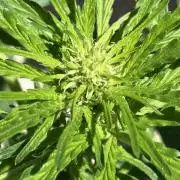 PERSIAN MULBERRY Purple City Genetics