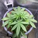 Auto Fractal/ Divine seeds