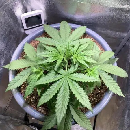 Auto Fractal/ Divine seeds