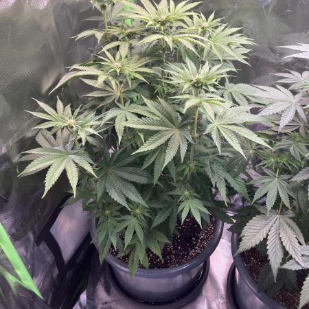 FORBIDDEN BLUEPRINT Purple City Genetics