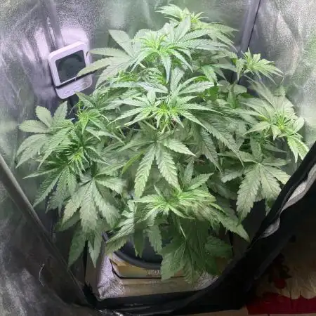 Auto Fractal/ Divine seeds