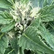 AUTO MOON ROCK Divine Seeds