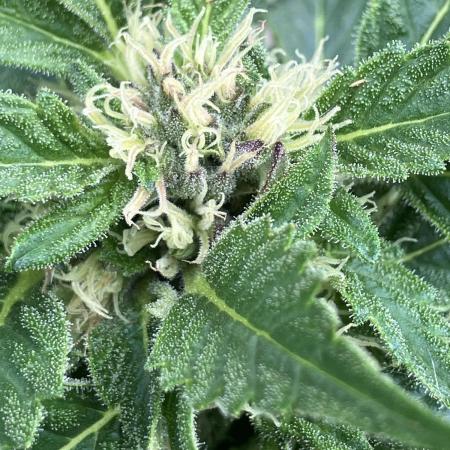 AUTO MOON ROCK Divine Seeds
