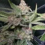 Auto Fractal/ Divine seeds