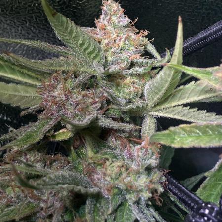 Auto Fractal/ Divine seeds