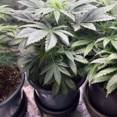 FRESH PRESSED RUNTZ Purple City Genetics