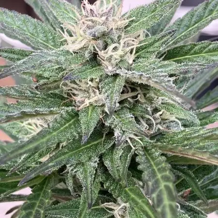 AUTO BIG DEMON/DIVINE SEEDS balcony grow