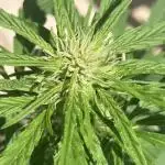 AUTO BIG DEMON/DIVINE SEEDS balcony grow