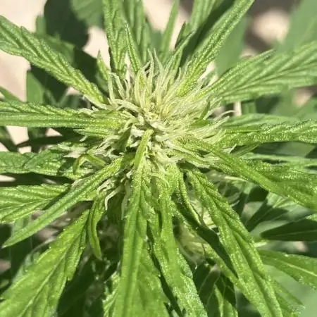 AUTO BIG DEMON/DIVINE SEEDS balcony grow