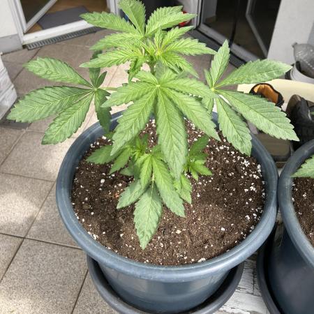PERSIAN MULBERRY Purple City Genetics