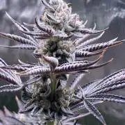 FRESH PRESSED RUNTZ Purple City Genetics