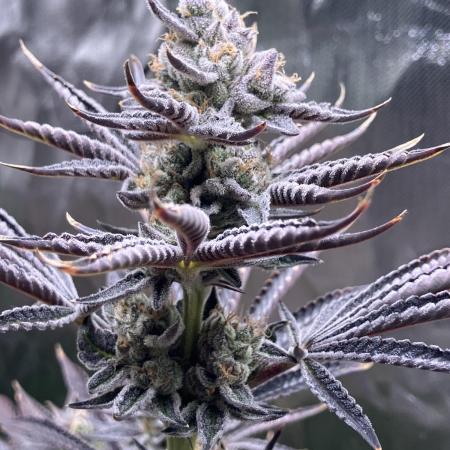 FRESH PRESSED RUNTZ Purple City Genetics