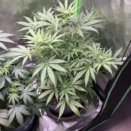 HINDU KUSH Divine Seeds