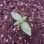 FRESH PRESSED RUNTZ Purple City Genetics