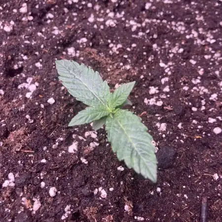 FRESH PRESSED RUNTZ Purple City Genetics