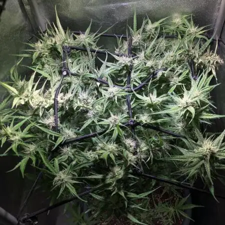 Auto Fractal/ Divine seeds