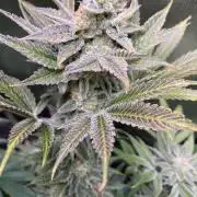 HINDU KUSH Divine Seeds