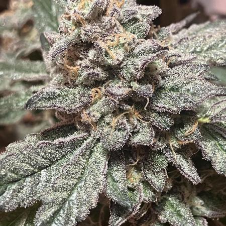CHAPEL OF LOVE / PURPLE CITY GENETICS