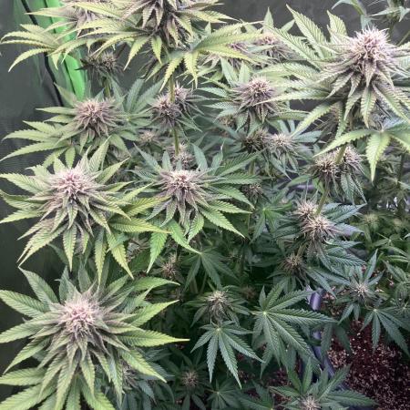 FORBIDDEN BLUEPRINT Purple City Genetics
