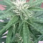 AUTO BIG DEMON/DIVINE SEEDS balcony grow