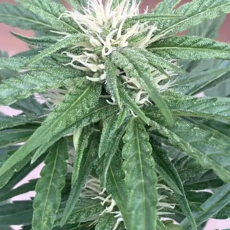 AUTO BIG DEMON/DIVINE SEEDS balcony grow