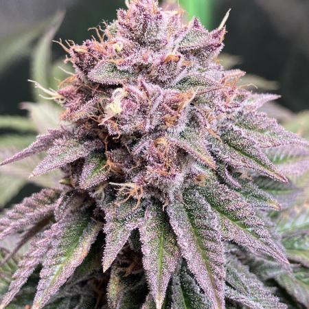 FORBIDDEN BLUEPRINT Purple City Genetics
