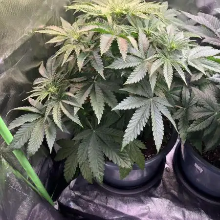 FORBIDDEN BLUEPRINT Purple City Genetics