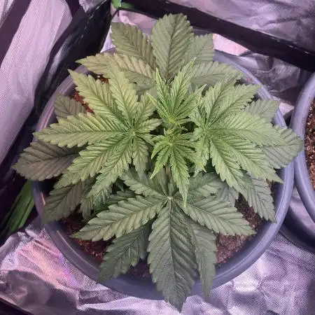FORBIDDEN BLUEPRINT Purple City Genetics
