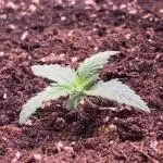 Auto Fractal/ Divine seeds
