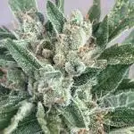 AFBERRY balcony grow