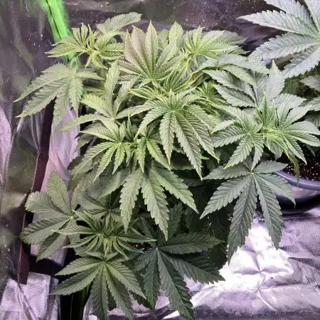 FORBIDDEN BLUEPRINT Purple City Genetics