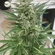 PERSIAN MULBERRY Purple City Genetics