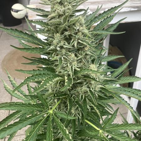 PERSIAN MULBERRY Purple City Genetics
