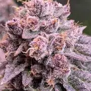 FORBIDDEN BLUEPRINT Purple City Genetics