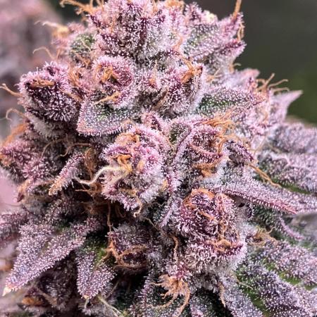 FORBIDDEN BLUEPRINT Purple City Genetics