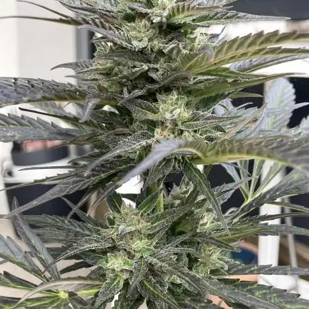 AUTO BIG DEMON/DIVINE SEEDS balcony grow